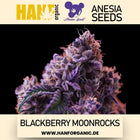 Anesia Seeds - Blackberry Moonrocks Fem
