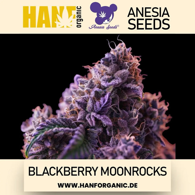 Anesia Seeds - Blackberry Moonrocks Fem