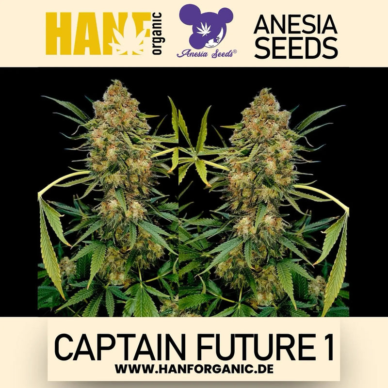 Anesia Seeds - Captain Future 1 Fem