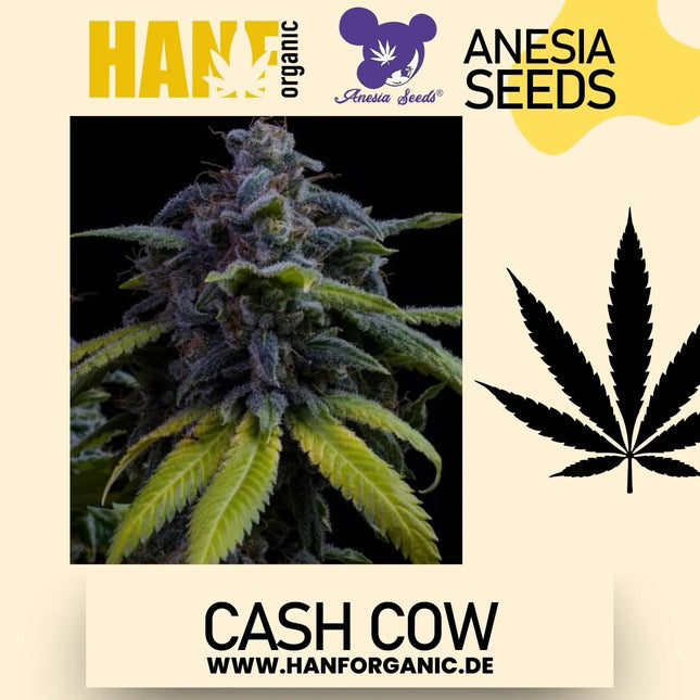 Anesia Seeds - Cash Cow Fem