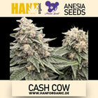 Anesia Seeds - Cash Cow Fem
