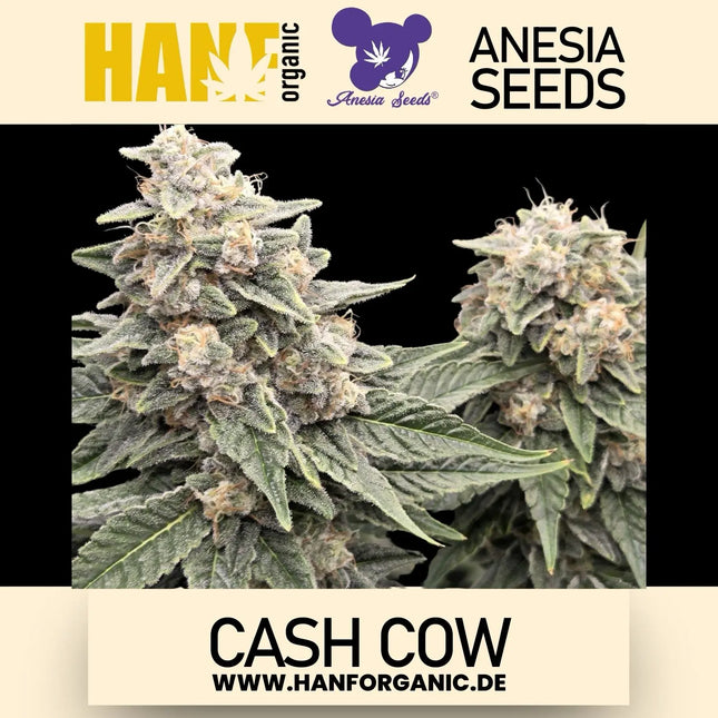 Anesia Seeds - Cash Cow Fem
