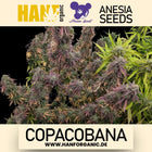 Anesia Seeds – Copacobana (Feminisiert)