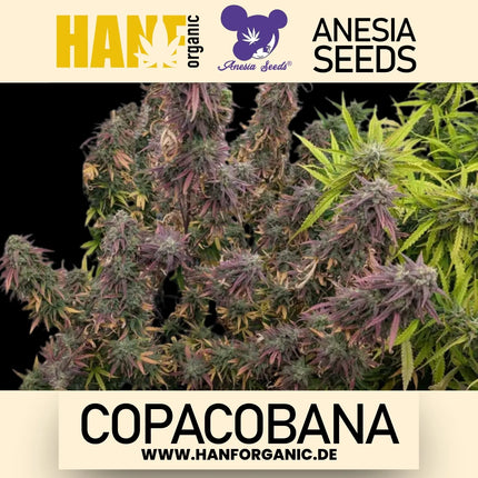 Anesia Seeds – Copacobana (Feminisiert)