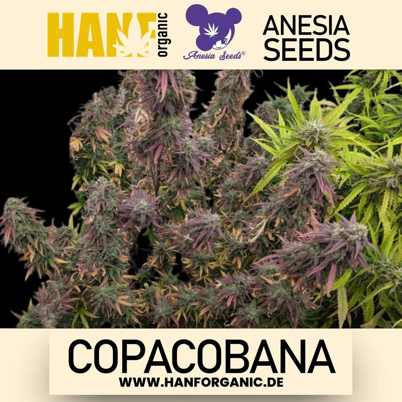 Anesia Seeds – Copacobana (Feminisiert)