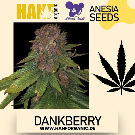Anesia Seeds - Dankberry Fem
