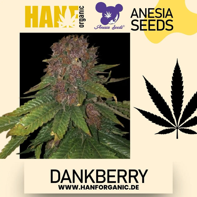 Anesia Seeds - Dankberry Fem