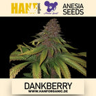 Anesia Seeds - Dankberry Fem