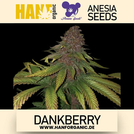 Anesia Seeds - Dankberry Fem