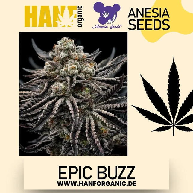 Anesia Seeds - Epic Buzz Fem
