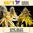 Anesia Seeds - Epic Buzz Fem