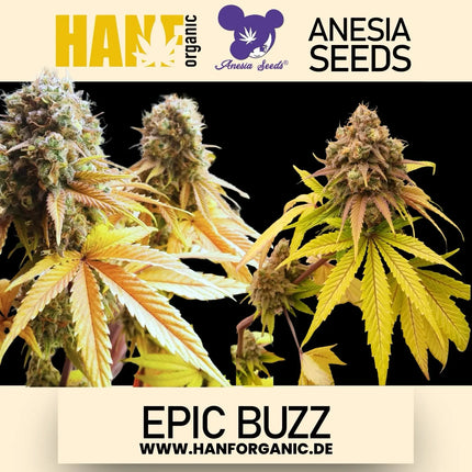 Anesia Seeds - Epic Buzz Fem