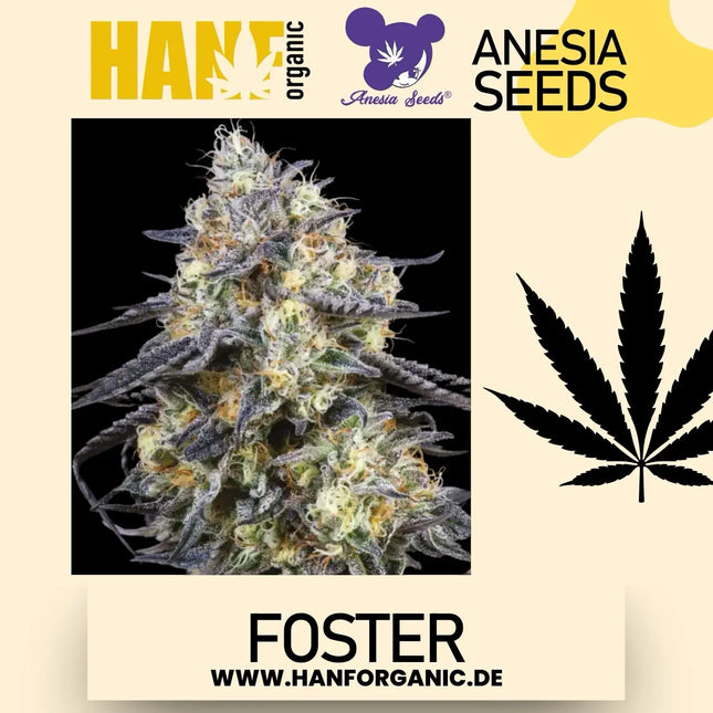 Anesia Seeds - Foster Fem