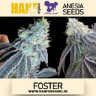 Anesia Seeds - Foster Fem