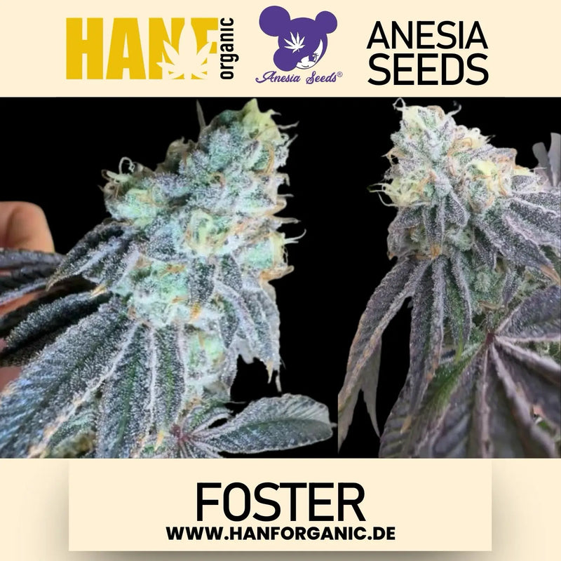 Anesia Seeds - Foster Fem
