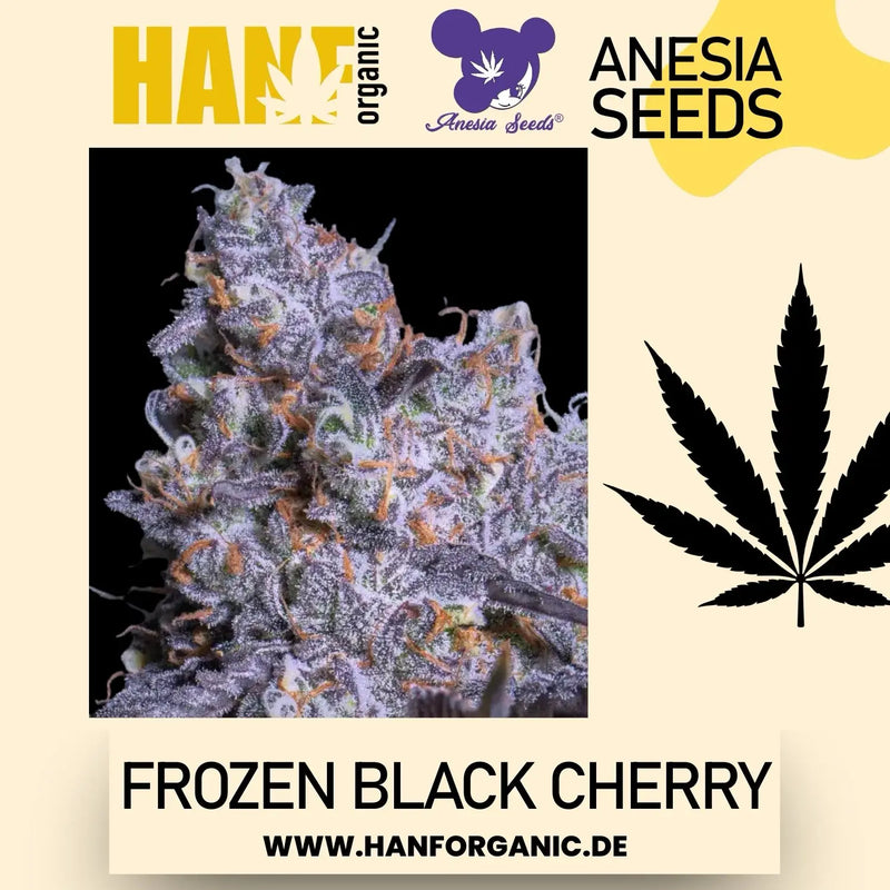 Anesia Seeds - Frozen Black Cherry Fem