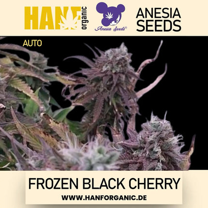 Anesia Seeds - Frozen Black Cherry Auto