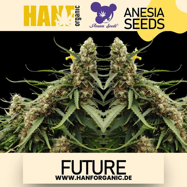 Anesia Seeds - Future 1 Fem