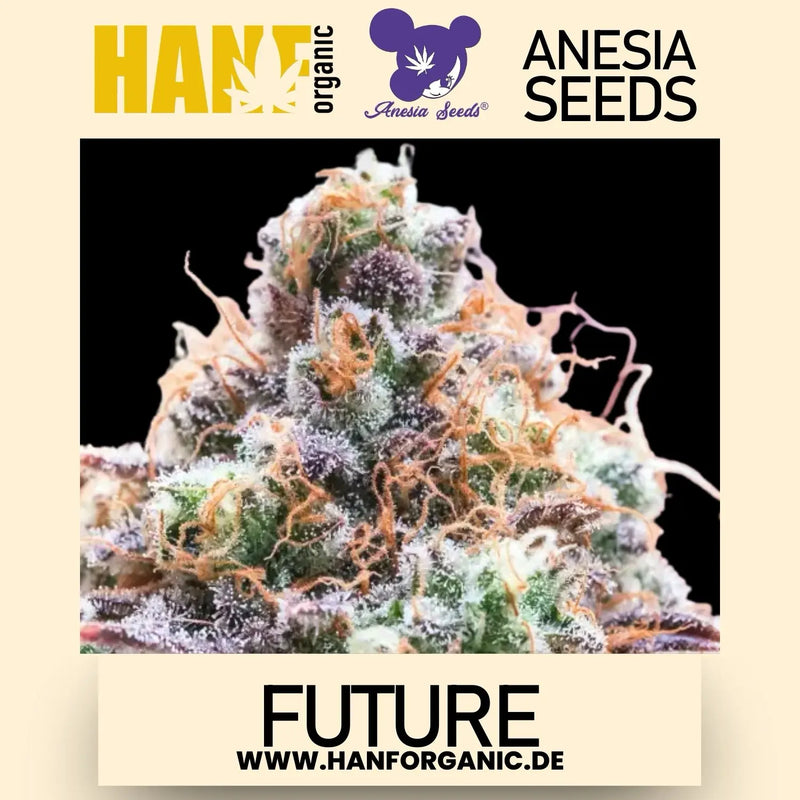 Anesia Seeds - Future 1 Fem