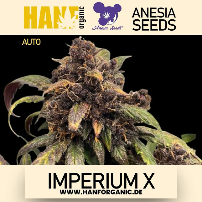 Anesia Seeds - Imperium X Auto