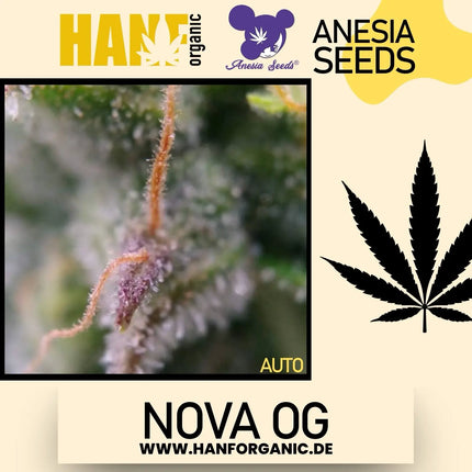 Anesia Seeds - Nova OG Auto