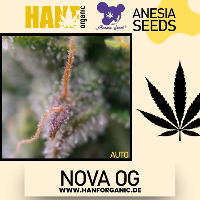 Anesia Seeds - Nova OG Auto