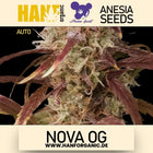 Anesia Seeds - Nova OG Auto
