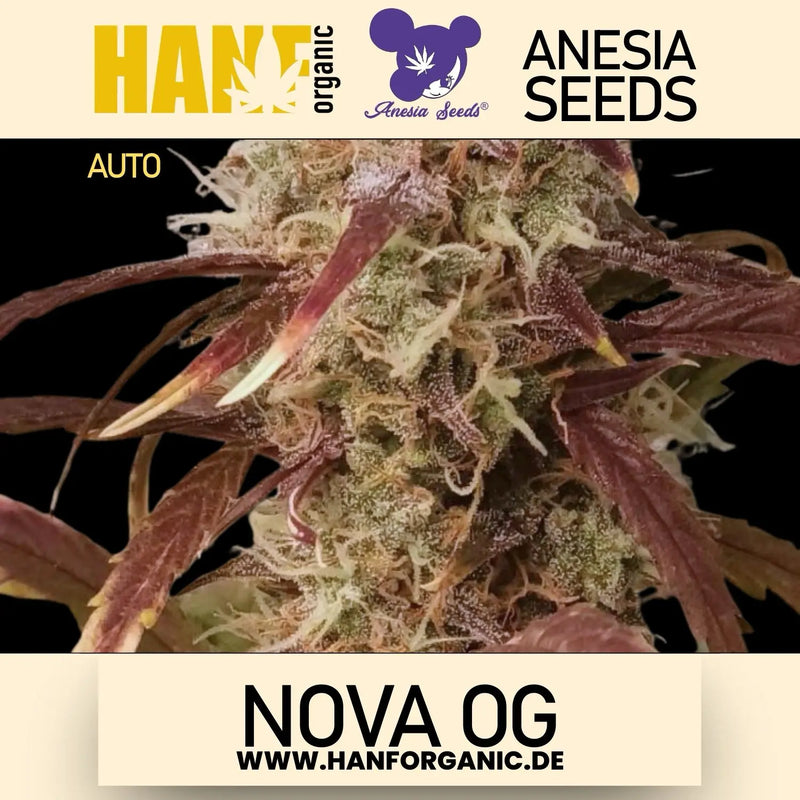 Anesia Seeds - Nova OG Auto