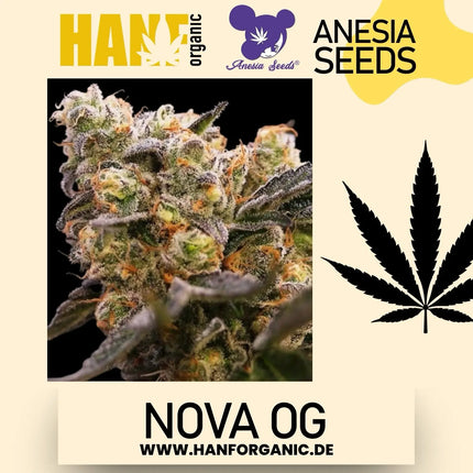 Anesia Seeds - Nova OG Fem