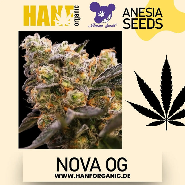 Anesia Seeds - Nova OG Fem