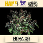 Anesia Seeds - Nova OG Fem