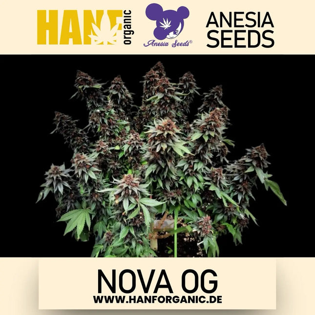 Anesia Seeds - Nova OG Fem
