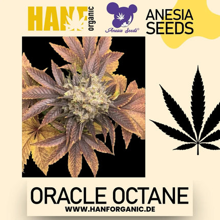 Anesia Seeds - Oracle Octane Fem