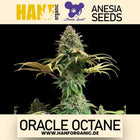 Anesia Seeds - Oracle Octane Fem