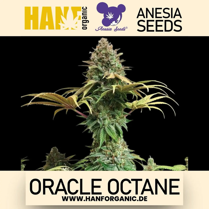 Anesia Seeds - Oracle Octane Fem
