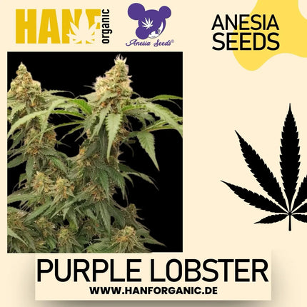 Anesia Seeds - Purple Lobster Fem