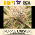 Anesia Seeds - Purple Lobster Fem