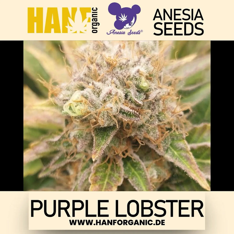 Anesia Seeds - Purple Lobster Fem