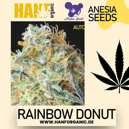 Anesia Seeds - Rainbow Donut Auto