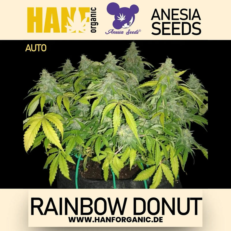 Anesia Seeds - Rainbow Donut Auto