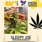 Anesia Seeds – Sleepy Joe (Feminisiert)