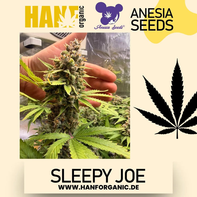 Sleepy Joe (Feminisiert) von Anesia Seeds