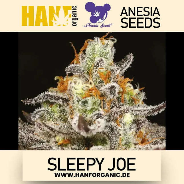 Sleepy Joe (Feminisiert) von Anesia Seeds – Produktbild 2