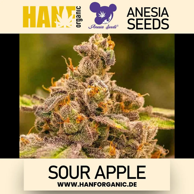 Anesia Seeds – Sour Apple (Feminisiert)