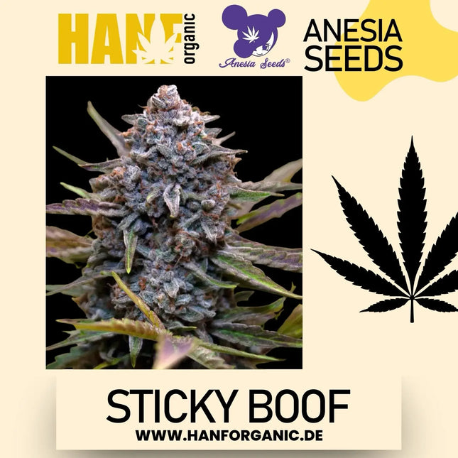 Anesia Seeds - Sticky Boof Fem