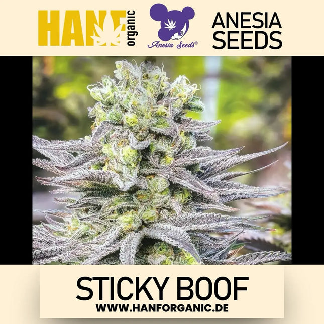 Anesia Seeds - Sticky Boof Fem
