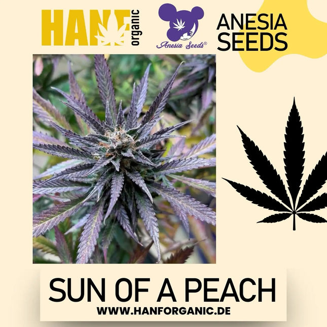 Anesia Seeds - Sun of a Peach Fem