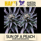 Anesia Seeds - Sun of a Peach Fem