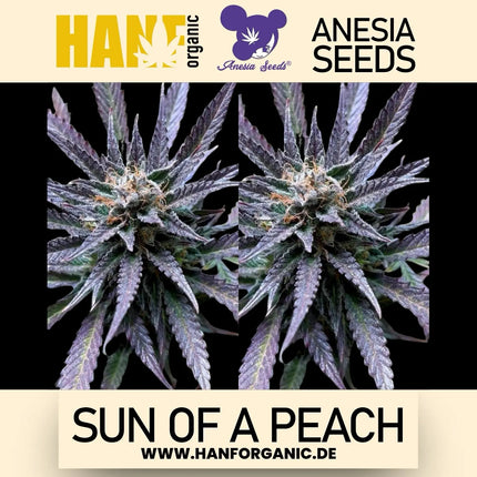 Anesia Seeds - Sun of a Peach Fem