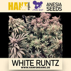 Anesia Seeds - White Runtz Fem